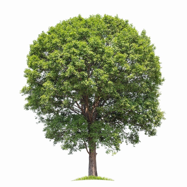 Grande albero isolato su sfondo bianco