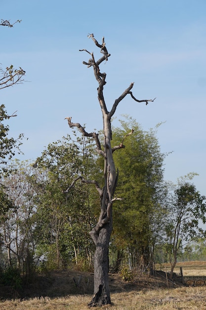 Grande albero morto nel campo