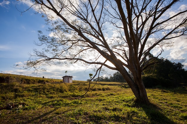 Grande albero nel campo della campagna - luce posteriore grandangolare