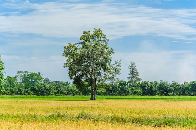 Grande albero nel campo di riso