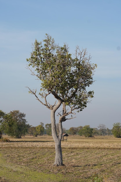 Grande albero nel campo