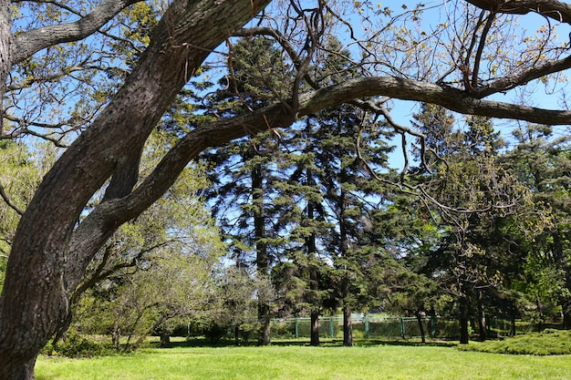 Grande albero nel giardino botanico