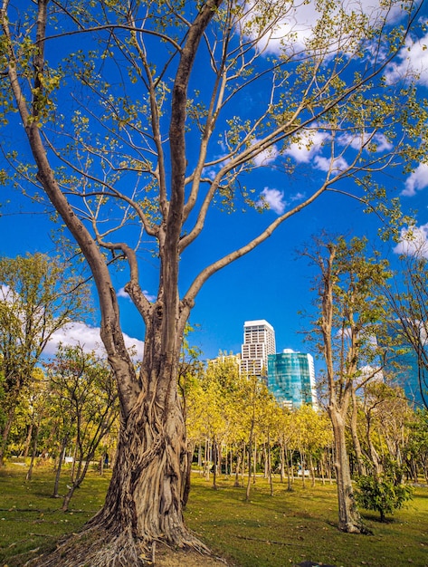 grande albero nel parco