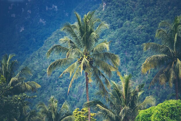 Grande albero nella foresta tropicale, scena della natura