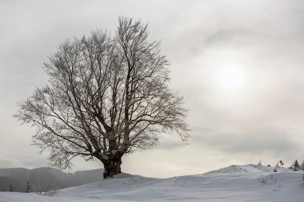 Grande albero nella neve profonda