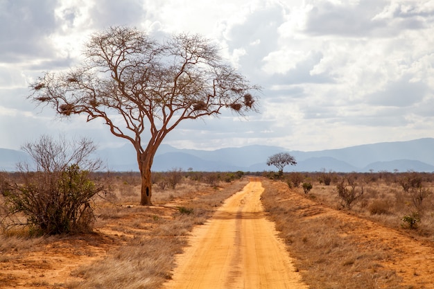 Grande albero nella savana e terreno rosso