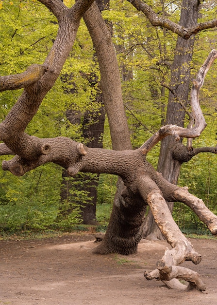 Grande albero nodoso ramificato con rami spessi potati in un parco verde