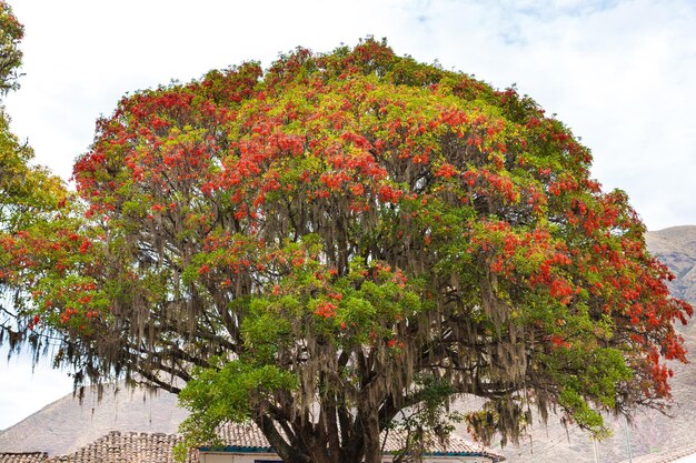 Grande albero Pisonay con fiore rosso in PerùPunoSouth America nel villaggio