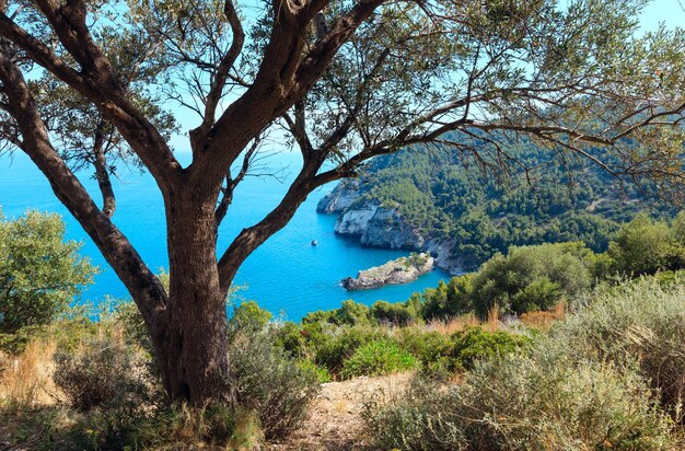 Grande albero sopra la costa Italia
