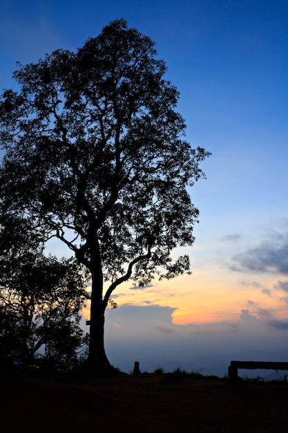 Grande albero staglia sulla sera