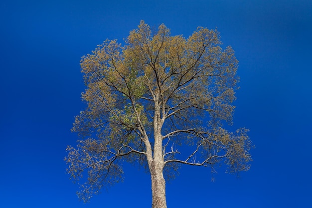 Grande albero sul cielo blu