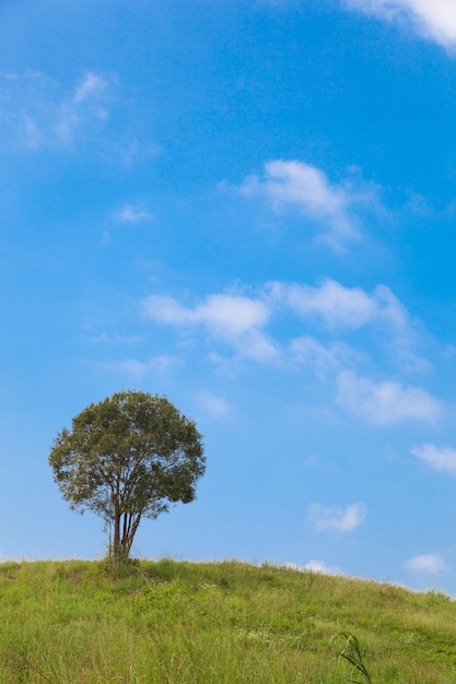 grande albero sulla collina