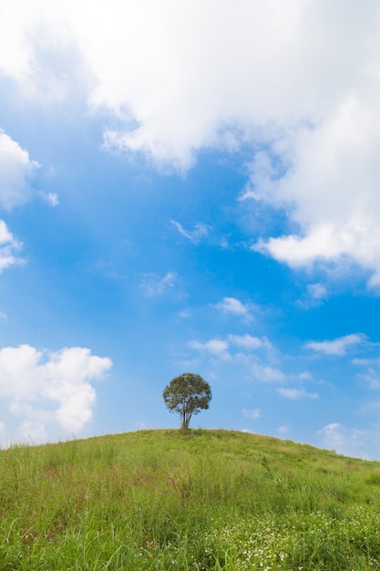 grande albero sulla collina