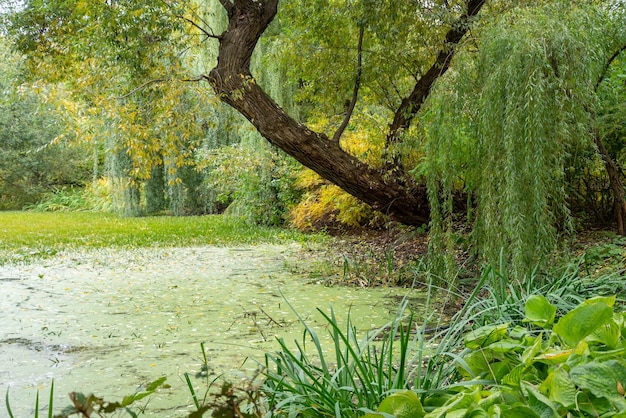 Grande albero sulla riva dello stagno piegato sulla superficie dell'acqua in una calda serata estiva