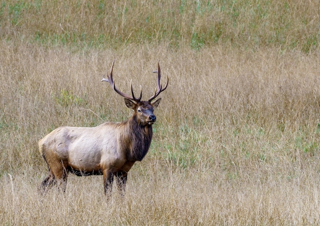 Grande alce bruno nel suo habitat naturale