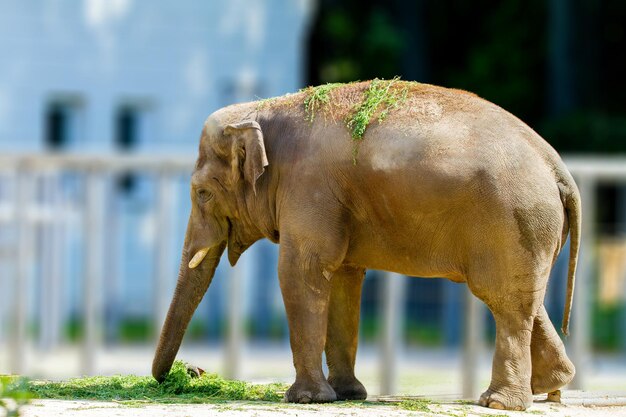 Grande animale dell'elefante che mangia erba allo zoo