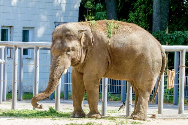 Grande animale dell'elefante che mangia erba allo zoo