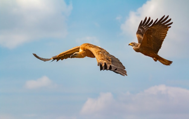 Grande avvoltoio marrone e un'aquila in volo