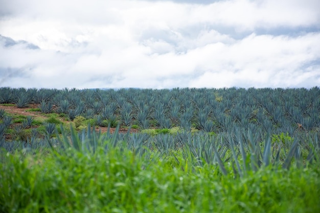 Grande azienda agricola di agave in collina