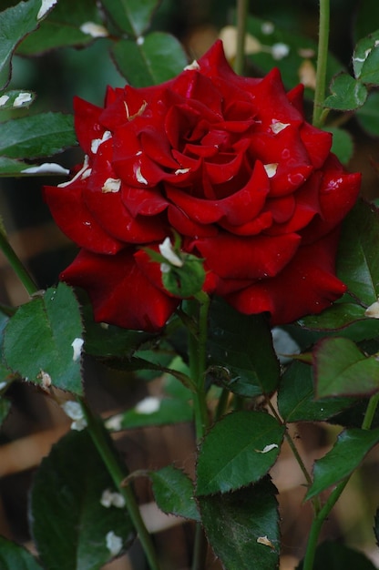 Grande bella rosa cresce nel giardino tra