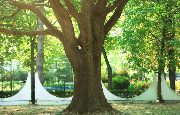 Grande bellissimo albero nel parco