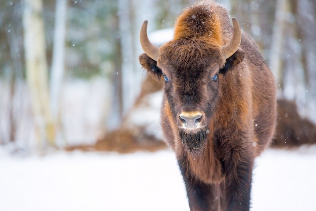 Grande bisonte marrone vicino alla foresta di inverno con neve