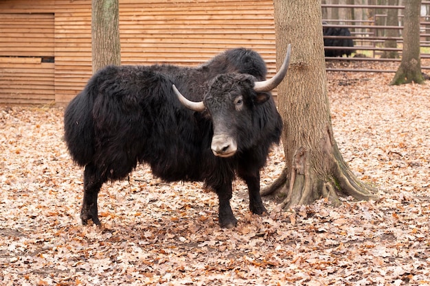 Grande bisonte nero Un animale con le corna un toro