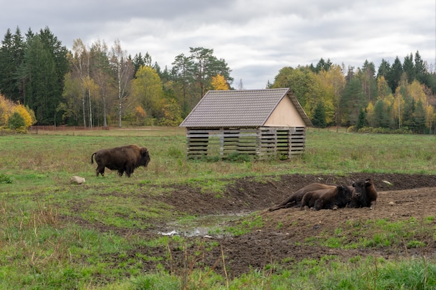 Grande bisonte toro nel parco nazionale sullo sfondo della natura.