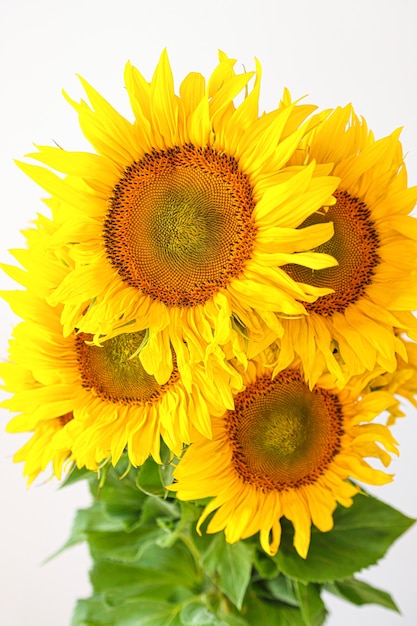 Grande bouquet luminoso di girasoli primo piano su uno sfondo grigio composizione minimalista