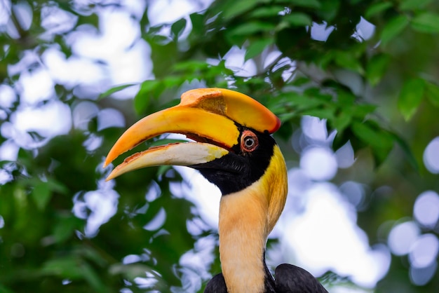 Grande bucero bicornis Buceros