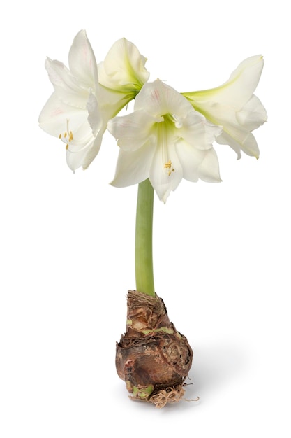 Grande bulbo di amaryllis con fiori bianchi