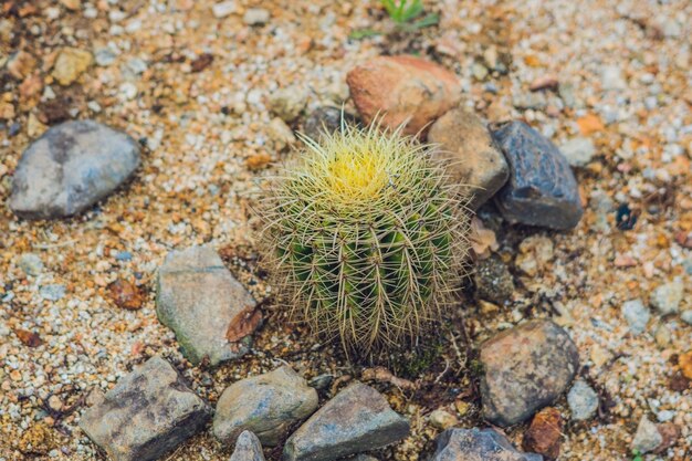 Grande cactus rotondo in un parco tropicale