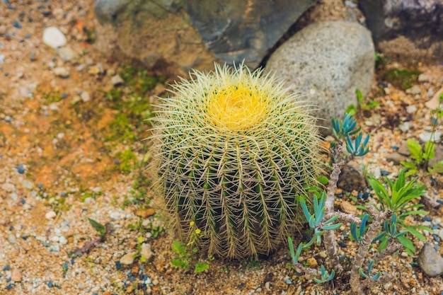 Grande cactus rotondo in un parco tropicale