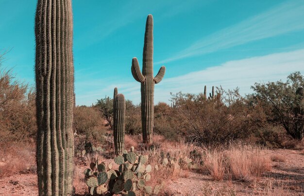 Grande cactus Saguaro in montagne Arizona USA