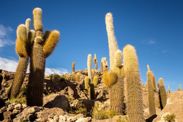 Grande cactus sull'isola di Incahuasi