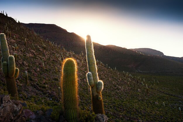 Grande cactus sulla montagna al tramonto. Altiplano, Bolivia