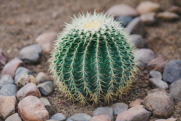 Grande cactus verde rotondo in terra pietrosa