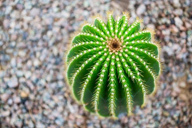 Grande cactus verde rotondo su uno sfondo di ghiaia.