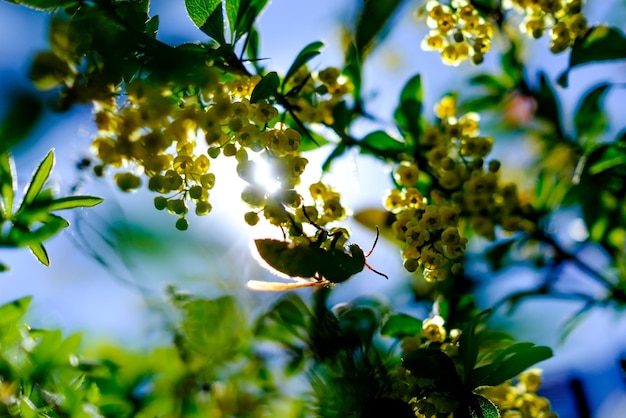 Grande calabrone europeo che si nutre di fiori di crespino