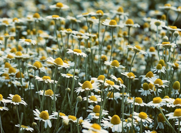 Grande campo con margherite in fiore bianco in una giornata di primavera