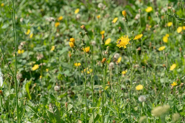 Grande campo di fiori Un'ape si siede su un fiore giallo Impollinazione dei fiori Miele pascolo Autunno Kulbaba