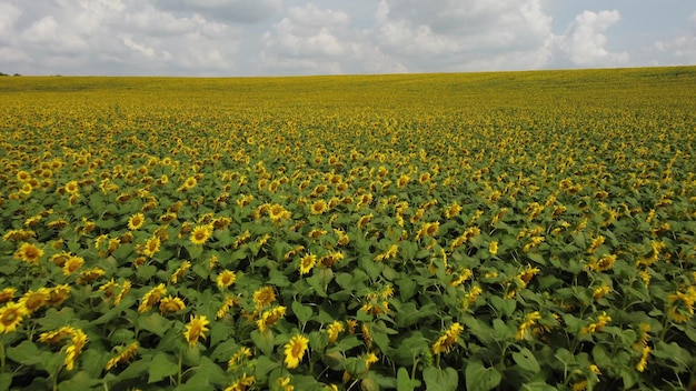 Grande campo di girasoli Grande campo di girasoli in fiore sulla soleggiata giornata estiva