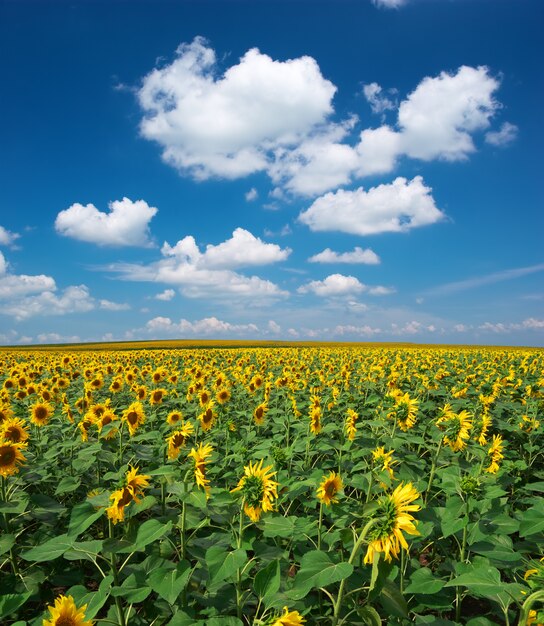 Grande campo di girasoli