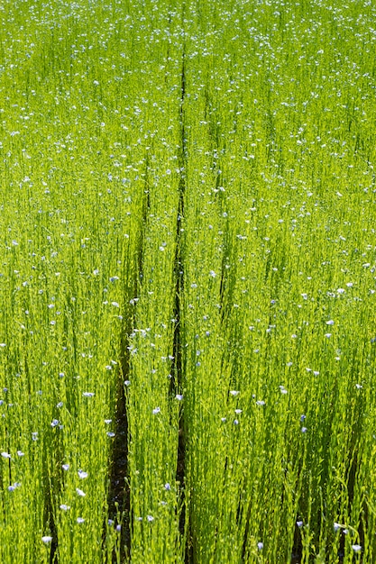 Grande campo di lino in fiore in primavera