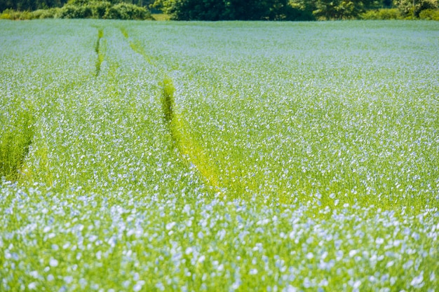 Grande campo di lino in fiore in primavera