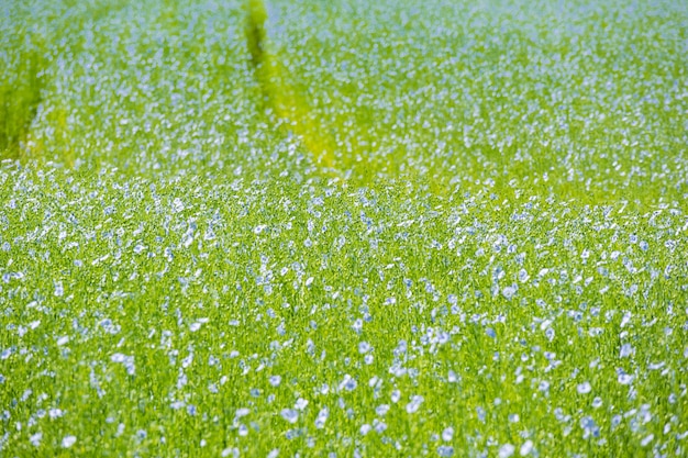 Grande campo di lino in fiore in primavera