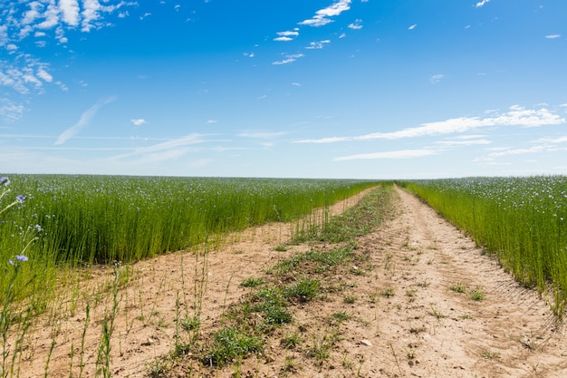 Grande campo di lino in fiore in primavera