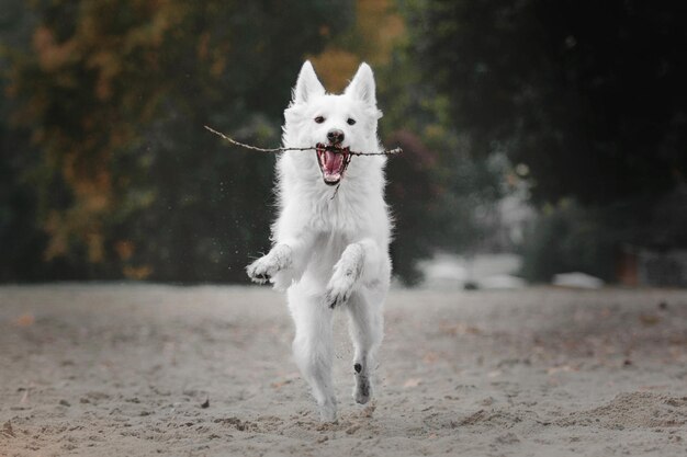 Grande cane bianco che corre sulla spiaggia autunnale Fredda stagione autunnale Cane lanuginoso all'aperto