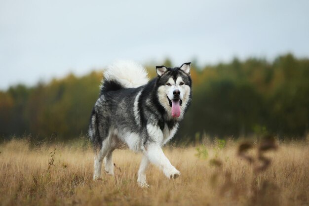 Grande cane bianco di razza marrone maestoso dell'Alaska Alaska Malamute che cammina sul campo vuoto nel parco di estate