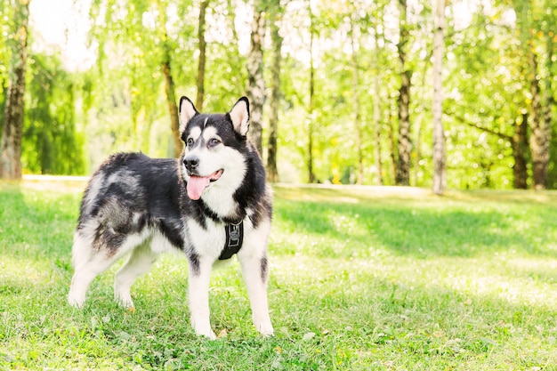 Grande cane del husky che resta sull&#39;erba verde nel parco. cane bianco e nero. Autunno